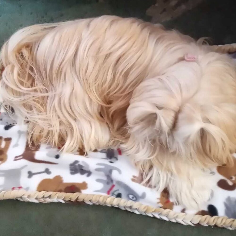 Small Dog or Cat Blanket Throw for shopping cart soft handmade braided edge blue